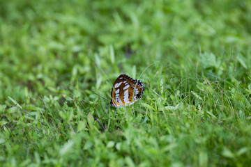 Colorful butterfly resting on lush green grass outdoor nature scene close-up view vibrant environment serene concept
