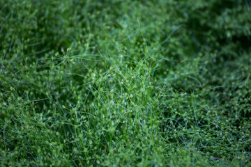 Lush greenery in a serene natural landscape close-up of vibrant plants tranquil setting macro photography