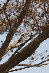 Bird observing nature amongst dry trees open environment wildlife photography calm atmosphere close-up view serenity concept