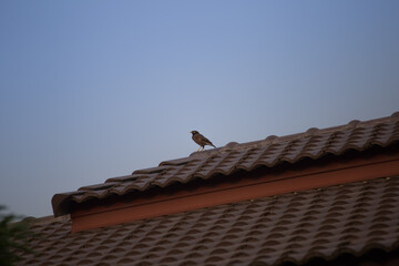 Birds perched on rooftop urban environment wildlife photography clear skies elevated view nature's...