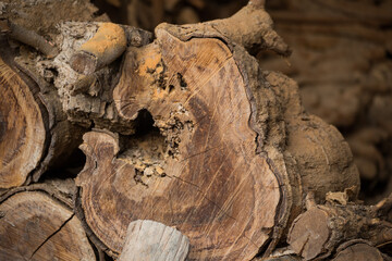 Wooden logs close-up natural environment nature photography rustic setting detailed texture
