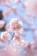 春の青空に映える満開の桜