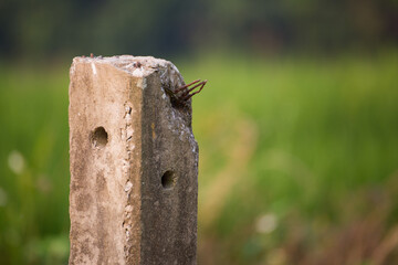 Rustic concrete post in lush green field nature photography rural environment close-up perspective tranquil scene