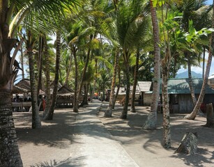 The cement-cast path on a beach is surrounded by shady coconut trees with a tropical atmosphere...