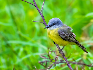 A Tropical Kingbird (Tyrannus melancholicus) perches gracefully on a slender, purple-barked branch amidst a lush green background