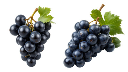 Fresh black grapes bunches with leaves isolated, healthy fruit, wine grapes, table grapes, dark blue 100
