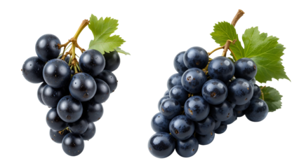 Fresh black grapes bunches with leaves isolated, healthy fruit, wine grapes, table grapes, dark blue 100