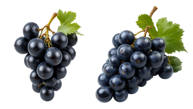 Fresh black grapes bunches with leaves isolated, healthy fruit, wine grapes, table grapes, dark blue 100