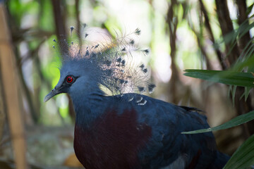 Crowned bird displaying unique plumage tropical forest wildlife photography natural habitat close-up avian beauty