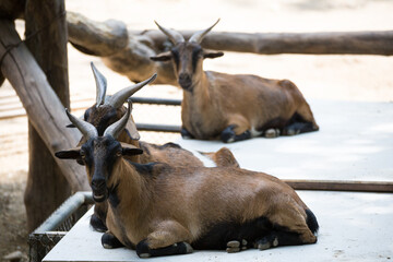 Resting goats in a serene farm setting animal photography peaceful environment close-up view nature concept
