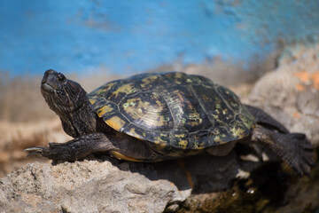 Turtle basking on rocks coastal habitat wildlife photography natural setting close-up view reptile behavior insight