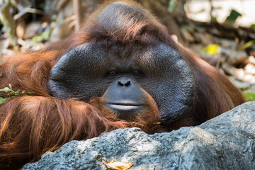 Orangutan relaxing wildlife sanctuary animal portrait natural habitat close-up conservation awareness