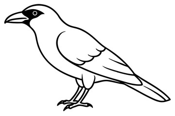 crow on a white background