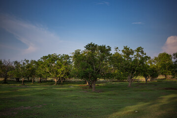 Lush green trees serene landscape nature photography tranquil environment wide angle natural beauty in focus