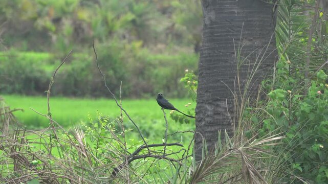 Black Drongo, a sleek glossy-black bird with forked tail, known for fearless nature, agile flight, and loud calls across open landscapes.