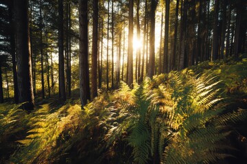 Lush Forest with Ferns and Sunlight in High Definition