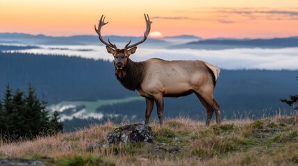 Fototapeta premium Majestic Elk at Sunrise Mountaintop with Misty Landscape