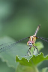 Dragonfly perched on leaf, nature's leafy habitat, macro photography, outdoor serenity, close-up perspective, insect life