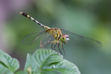 Dragonfly in flight over green leaves nature photography close-up natural habitat macro view insect behavior