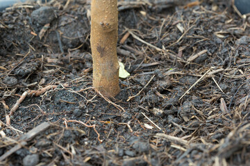 Tree growth progress garden bed nature photography close-up ground level organic development