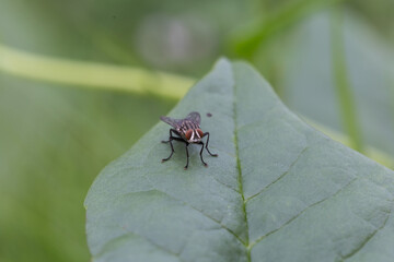 Insect observation fly on leaf natural environment close-up photography green background macro perspective