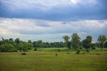 Tranquil grazing scene lush meadow nature photography rural landscape wide angle serenity and harmony