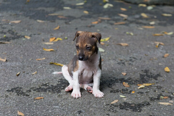Puppy playing on a leaf-strewn street urban environment animal photography natural viewpoint heartwarming concept