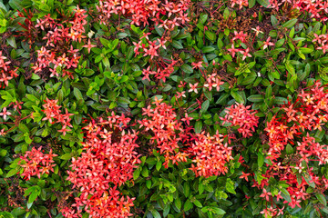 Vibrant red flowers in lush greenery garden nature photography outdoor aesthetic appeal