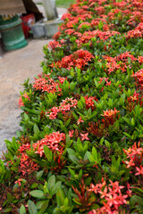 Vibrant flower bed local garden nature scene outdoor setting close-up view blooming beauty