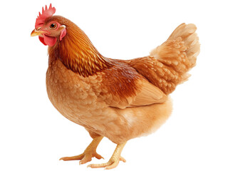 Fototapeta premium A Stunning Closeup of a Rhode Island Red Hen Showing its Rich, Brown Plumage against a Black Background