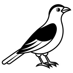 vector illustration of a bird