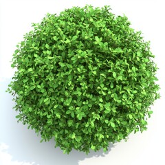 Obraz premium Bright green foliage in a spherical form on a white canvas.