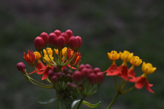 Colorful flora