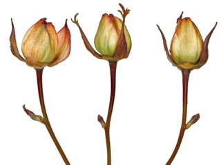 Three Unopened Rosebuds Against Black Background: A Botanical Study of Color and Form