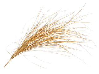 Obraz premium Detailed Closeup of a Dried Pampas Grass Plume Against Black Background Studio Shot