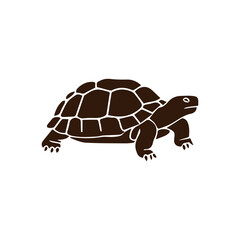 turtle isolated on white background