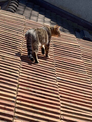 chat tigré marchant sur le toit de tuiles