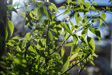 plan de CHILI  au printemps,