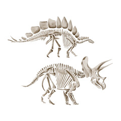 Stegosaurus and triceratops dinosaur skeleton. Ancient fossil. Museum exhibit. Excavation artifact. Watercolor illustration isolated from background, hand drawn. Monochrome, vintage style. © Alena Sid