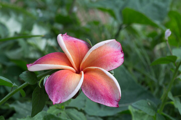 Exquisite pink and white flower blooming in nature's garden close-up photography serene environment botanical beauty