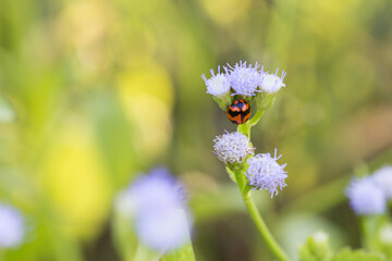 Ladybug on blooming flower in nature close-up photography vibrant colors serene environment macro view beauty of life