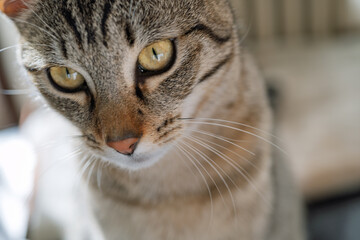 portrait du jeune chat tigré 