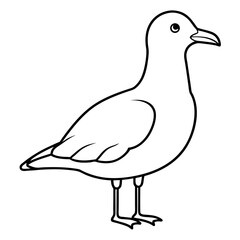 seagull isolated on white background