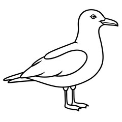 seagull isolated on white background