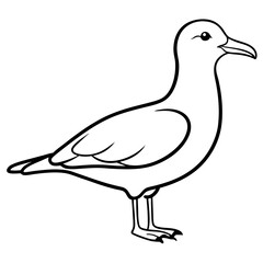 seagull isolated on white background