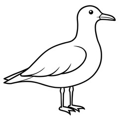 seagull isolated on white background