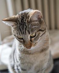 portrait du jeune chat tigré 