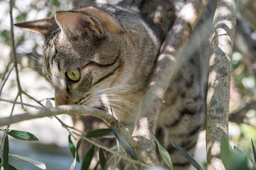 jeune chat tigré dans l'arbre