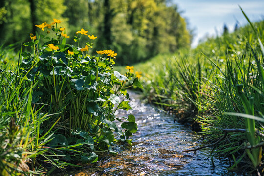 bouton d'or au bord du ruisseau