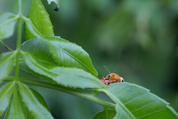 Exploring nature's wonders a macro view of an insect on lush green leaves in a vibrant garden setting